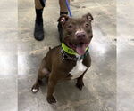 Small American Pit Bull Terrier
