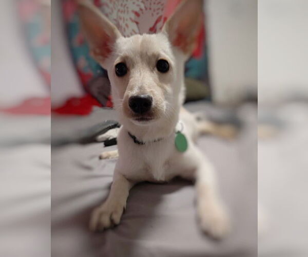 Medium Photo #2 Chihuahua-Unknown Mix Puppy For Sale in Bellevue, WA, USA