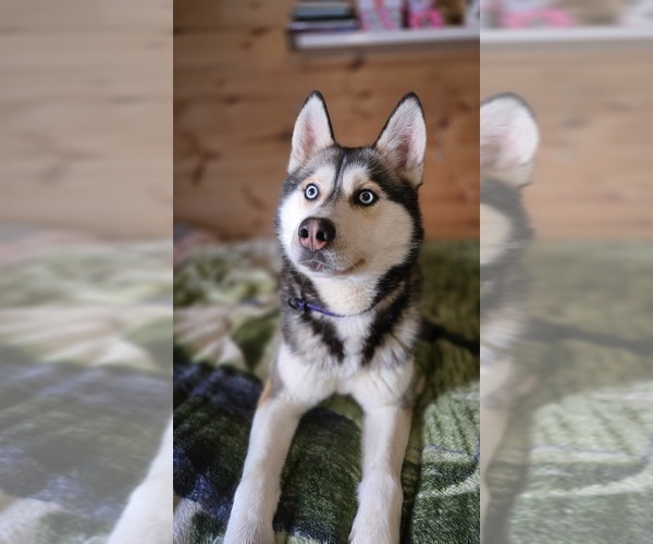Medium Photo #1 Siberian Husky Puppy For Sale in FORT PLAIN, NY, USA