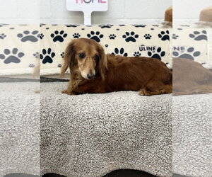 Dachshund Dogs for adoption in York, SC, USA