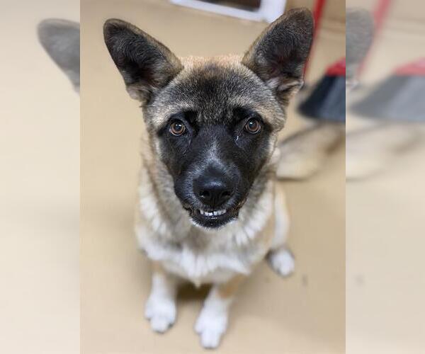 Medium Photo #2 German Shepherd Dog-Unknown Mix Puppy For Sale in Chula Vista, CA, USA