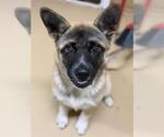Small #1 German Shepherd Dog Mix