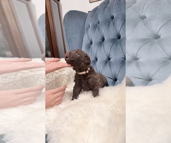 Medium Photo #1 Chesapeake Bay Retriever Puppy For Sale in GREELEY, CO, USA