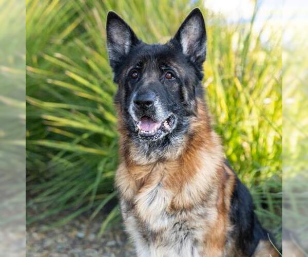 Medium Photo #1 German Shepherd Dog Puppy For Sale in Camarillo, CA, USA