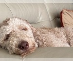 Small Photo #1 Goldendoodle Puppy For Sale in OVIEDO, FL, USA