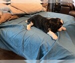 Small #1 Cavalier King Charles Spaniel