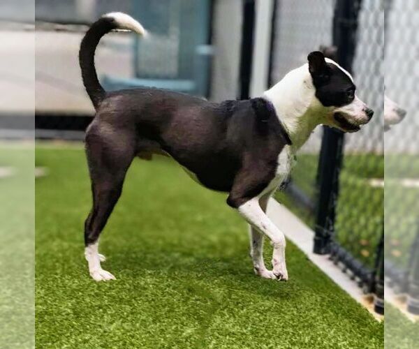 Medium Photo #6 Mutt Puppy For Sale in columbia, SC, USA