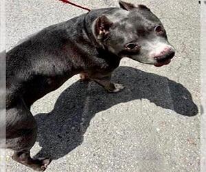 Mutt Dogs for adoption in Houston, TX, USA