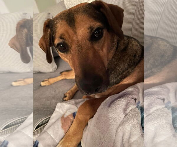 Medium Photo #12 Beagle-Unknown Mix Puppy For Sale in Virginia Beach, VA, USA