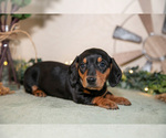 Puppy Sasha Dachshund