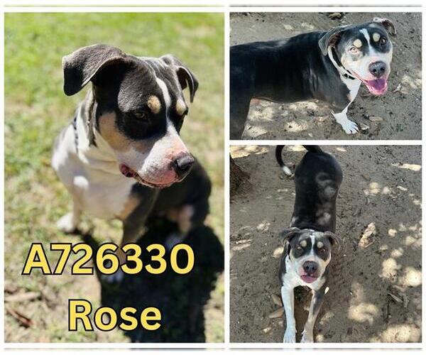 Medium Photo #3 American Staffordshire Terrier-Unknown Mix Puppy For Sale in San Antonio, TX, USA