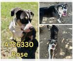 Small #2 American Staffordshire Terrier Mix