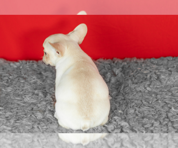 Medium Photo #4 French Bulldog Puppy For Sale in NAPPANEE, IN, USA