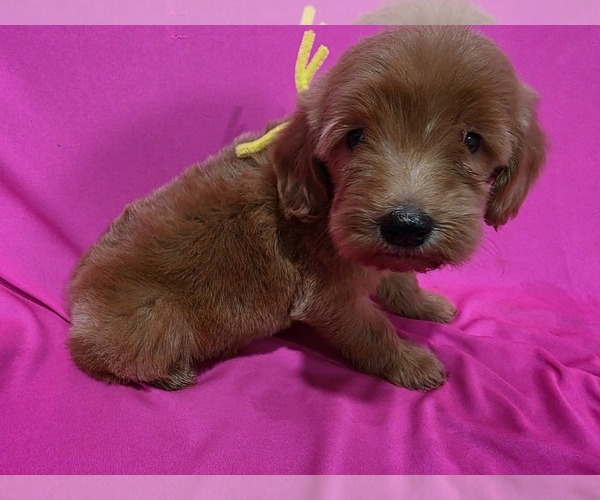 Medium Photo #3 Goldendoodle Puppy For Sale in DUBLIN, TX, USA