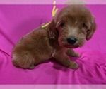 Small #2 Goldendoodle