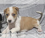 Nevada - Female Labrador Retriever-Unknown Mix Dog for Adoption - Small photo