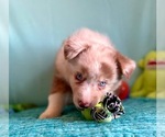 Small Photo #13 Miniature Australian Shepherd Puppy For Sale in BOUSE, AZ, USA
