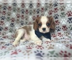 Image preview for Ad Listing. Nickname: Mason