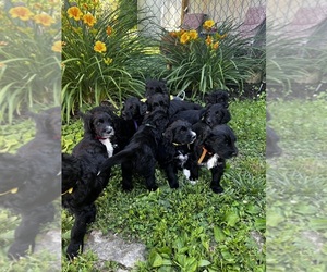 Sheepadoodle Puppy for sale in JEFFERSON PROVING GROUND, IN, USA