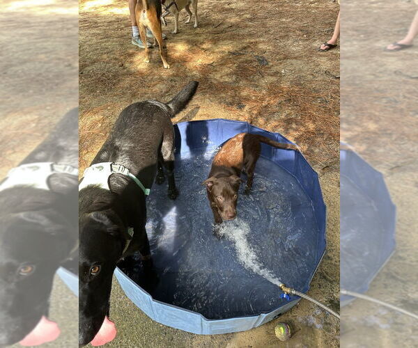 Medium Photo #18 Huskies -Labrador Retriever Mix Puppy For Sale in Raleigh, NC, USA