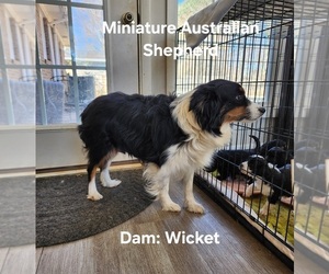 Mother of the Miniature Australian Shepherd-Poodle (Toy) Mix puppies born on 02/03/2025