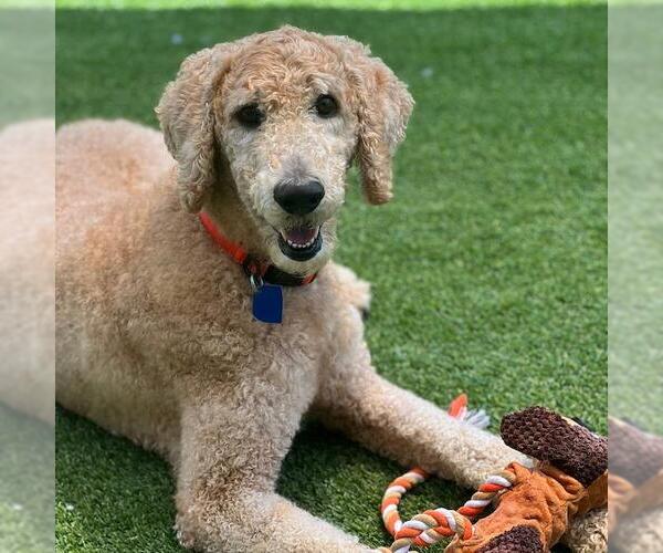 Medium Photo #1 Labrador Retriever Puppy For Sale in San Diego, CA, USA