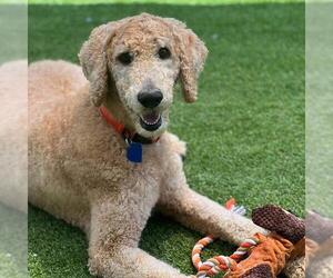 Labrador Retriever Dogs for adoption in San Diego, CA, USA