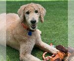 Small Labrador Retriever