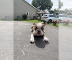 Small #4 Boston Terrier