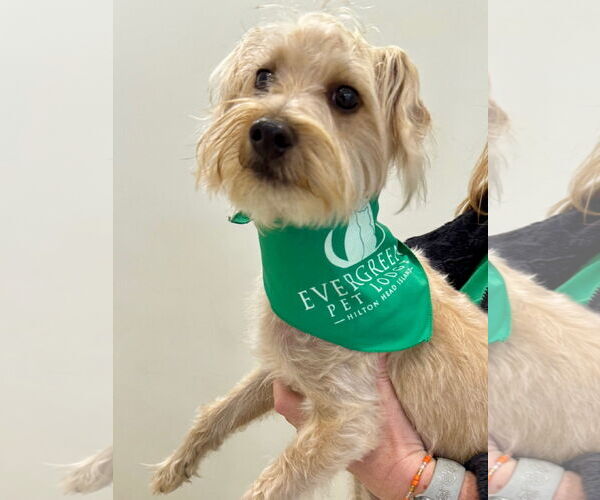 Medium Photo #2 Mutt Puppy For Sale in Hilton Head, SC, USA