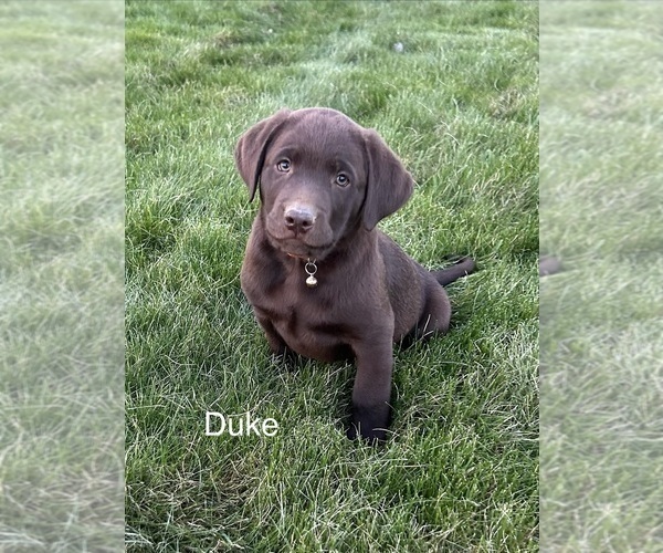 Medium Photo #1 Labrador Retriever Puppy For Sale in FREDERICKSBG, OH, USA