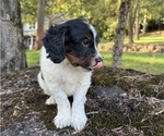 Small Photo #37 Miniature Bernedoodle Puppy For Sale in DENVER, PA, USA