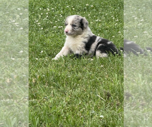 Medium Photo #3 Border Collie Puppy For Sale in BERRIEN SPRINGS, MI, USA