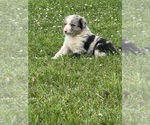 Small #2 Border Collie