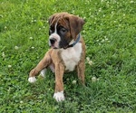 Puppy Ryder Boxer