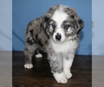 Small Photo #4 Miniature Australian Shepherd Puppy For Sale in WEST PLAINS, MO, USA