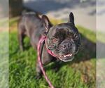 Small French Bulldog