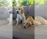 Small #4 Golden Retriever