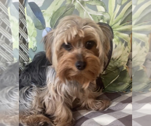 Mother of the Shorkie Tzu puppies born on 04/02/2026