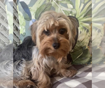Small Photo #1 Shorkie Tzu Puppy For Sale in SELLERSBURG, IN, USA