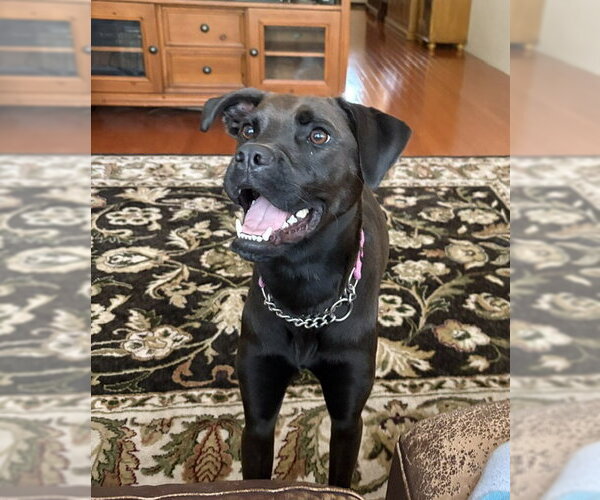Medium Photo #1 Boxador Puppy For Sale in San Diego, CA, USA
