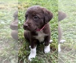 Puppy Lainey Borador