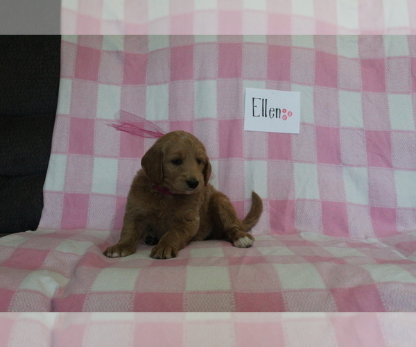 Medium Photo #2 Goldendoodle-Poodle (Standard) Mix Puppy For Sale in EVART, MI, USA