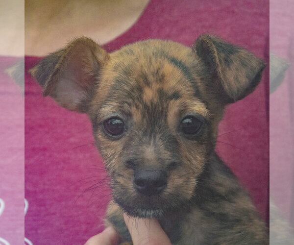 Medium Photo #6 Chipin Puppy For Sale in Huntley, IL, USA