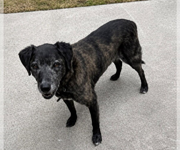 Medium Photo #1 Labrador Retriever-Unknown Mix Puppy For Sale in Polson, MT, USA