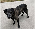 Small Labrador Retriever Mix