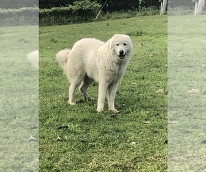 Father of the Maremma Sheepdog puppies born on 12/26/2024