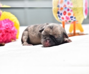 Pug Puppy for sale in PALM COAST, FL, USA