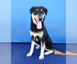 OSO - Male German Shepherd Dog-Unknown Mix Dog for Adoption - Photo #2