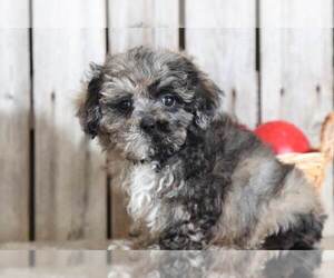 Shih-Poo Puppy for sale in MOUNT VERNON, OH, USA